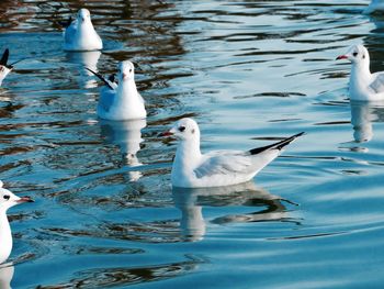 Bird swimming in lake