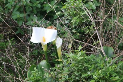 Close-up of flower blooming outdoors
