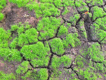 Full frame shot of tree