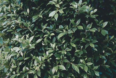 Full frame shot of plants