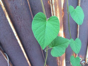 Close-up of green leaves