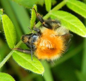 Close-up of insect on plant