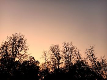 Low angle view of silhouette trees against sky during sunset