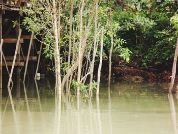 Scenic view of lake in forest