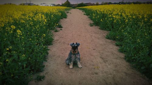 Dog standing on field