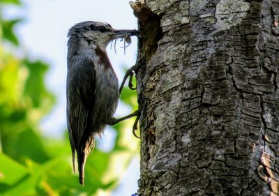 Close-up of bird perching on tree trunk