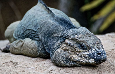 Close-up of iguana