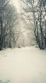 Bare trees on snow covered landscape