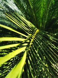 Close-up of palm tree leaves