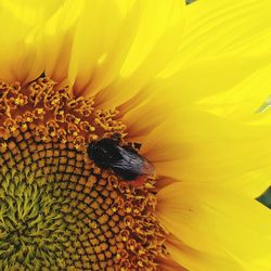 Extreme close-up of insect on sunflower