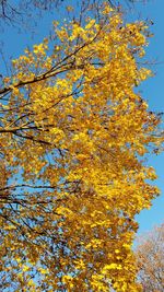 Close-up of autumn tree against sky