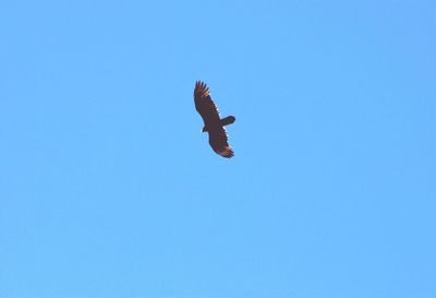 Low angle view of bird flying against clear blue sky
