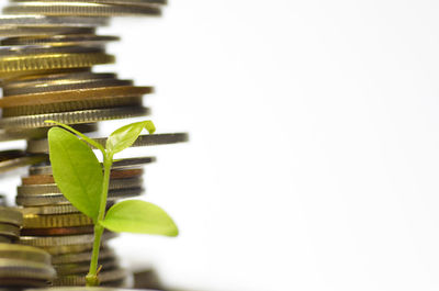 Close-up of sapling by coins stack against white background