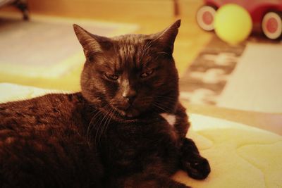 Close-up portrait of a cat at home