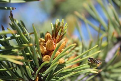 Close-up of green plant growing outdoors