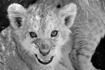 Close-up portrait of a cat
