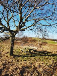 Bare tree on field against sky