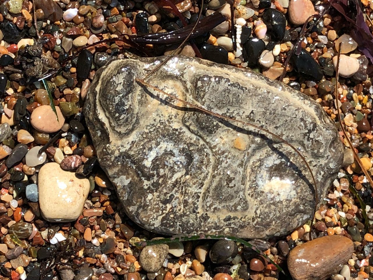 HIGH ANGLE VIEW OF SHELLS ON STONE