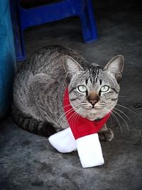 High angle portrait of cat relaxing on floor