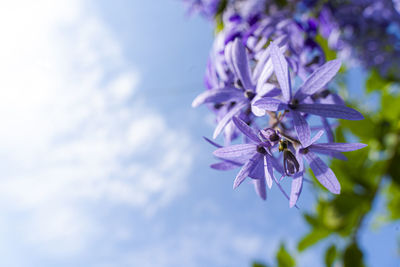 Close-up of purple flowering plant against sky