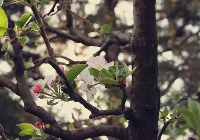 Close-up of flowering tree branch