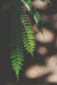 Close-up of fern leaves