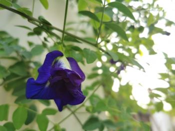 Close-up of purple flowering plant