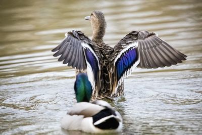 Duck flapping wings in the lake
