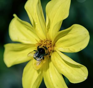 Close-up of bee on yellow flower