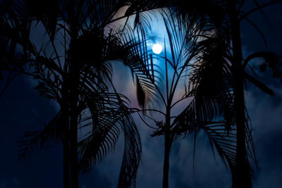 Low angle view of palm trees against sky