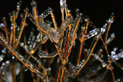 Close-up of frozen water drops on leaf