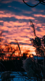 Close-up of silhouette plants against sunset sky