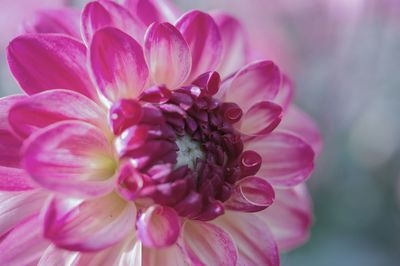 Close-up of pink flower