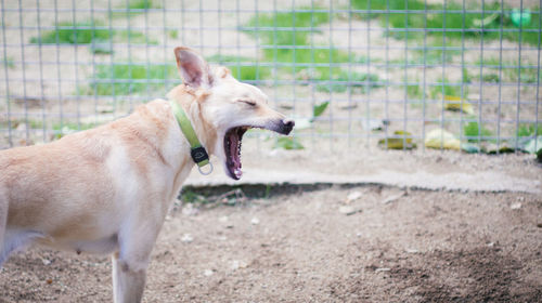 Dog on ground