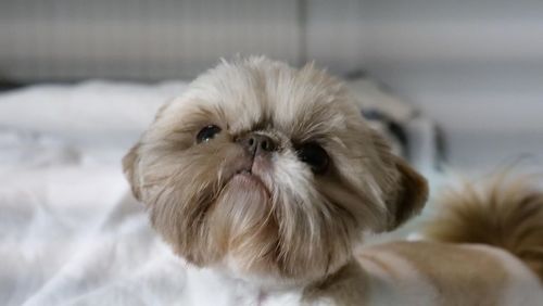 Close-up portrait of dog