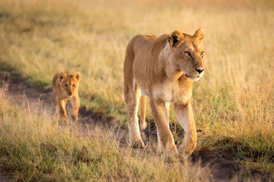 Lioness walking down sandy track with cub