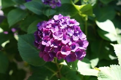 Close-up of flower blooming outdoors
