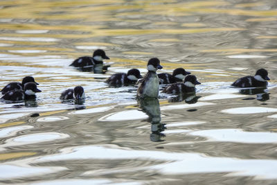 Ducks swimming in lake