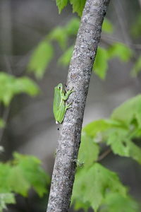 Close-up of frog on plant