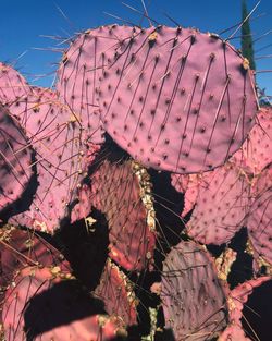 Low angle view of pink flowering plants against sky