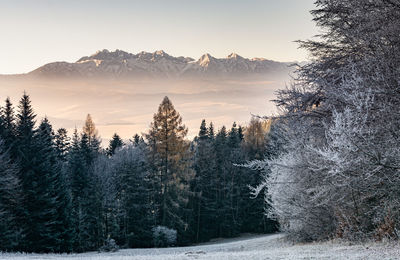 Pine trees on snowcapped mountains against sky