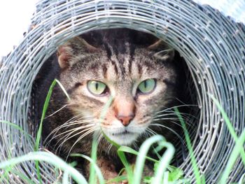 Close-up portrait of a cat