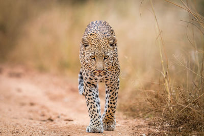 Portrait of leopard walking on field