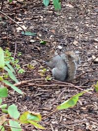 Plants growing on a tree