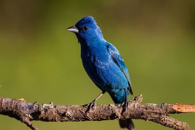 An indigo bunting perched on a branch