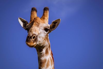 Low angle view of giraffe against clear blue sky