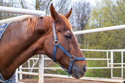 Close-up of horse standing outdoors