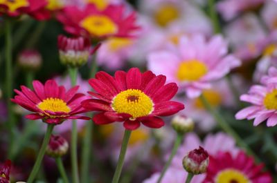 Close-up of pink flowering plants