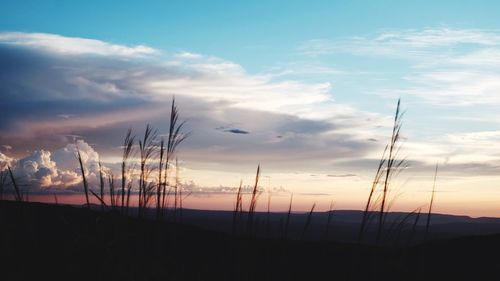 Silhouette plants on land against sky during sunset