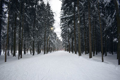 Trees on snow covered field during winter